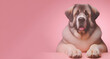Closeup shot of a cute st. bernard dog with a pink background, generative ai