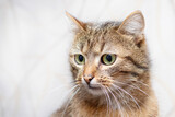 Fototapeta Koty - Close-up of a brown tabby cat on a light background