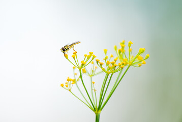 Wall Mural - A hoverfly collects nectar on a dill flower. Insect close-up. Syrphidae.
