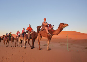 Wall Mural - saharan serenity: camel trekking delight