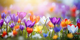 Fototapeta  - Beautiful colorful crocus flowers blossoming in a garden on sunny spring day.