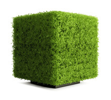 Cube Topiary Isolated On Transparent Background
