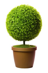 Wall Mural - Sphere Topiary in Pot Isolated on Transparent Background
