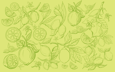 Canvas Print - Hand drawn lemon set on yellow background. Outline whole citrus with peel and natural fruites into different pieces and circle slices,  branch of blossom and leaves. Vintage postcard with lemons.