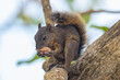 Red-tailed Squirrel - Sciurus granatensis in Cahuita National Park