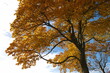 Laubbaum im Herbst bei Tremsdorf, Potsdam-Mittelmark