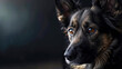 Ein Hund. Portrait eines Hundes auf schwarzem Hintergrund. 