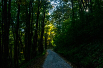 Wall Mural - Sunlight at end of the trail