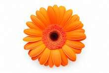 Bud Of Gerbera Orange Flower, Top View, Stamens, Isolated On Light Background