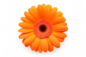 bud of gerbera orange flower, top view, stamens, isolated on light background