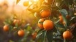 Citrus branches with organic ripe fresh oranges tangerines growing on branches with green leaves in sunny fruiting garden.