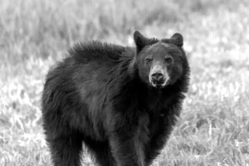 Wall Mural - Black bear in field fur sticking up   paintography