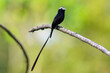 Long-tailed Tyrant - Colonia Colonus in Horquetas near Sarapiqui river, Costa Rica