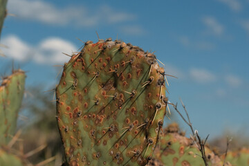 Poster - Prickly pear cactus closeup against blue sky background in New Mexico landscape.