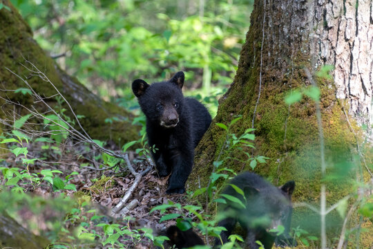 Black bear cub looking around tree