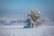 Winter landscape scenery with snow covered tree on snow field in Bavaria. Blue sky day and little fog above the ground..