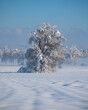 Winter landscape scenery with snow covered tree on snow field in Bavaria. Blue sky day and little fog above the ground..
