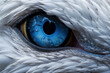 Close-up view of a northern gannet's blue eye and stained feather detailing, showcasing its natural beauty