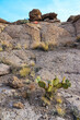 Arizona Cacti, Engelmann prickly pear, cactus apple (Opuntia engelmannii), cacti in the winter in the mountains