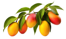 Branch Of Delicious Ripe Mango, Cut Out