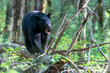 Black bear walking along log on the forest floor
