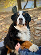 Bernese Mountain Dog with Friend