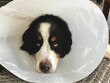 Bernese Mountain Dog with Cone