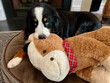 Bernese Mountain Dog with Toy