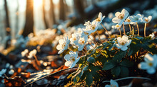 Enchanting Spring Anemones: Close-Up Of White Forest Flowers In Sunlight, Blooming Primroses Adorn Spring Forest Landscape