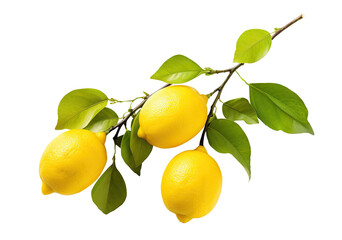 Branch of delicious ripe lemons, cut out