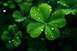 Lucky Shamrock Clover With Dew Drops