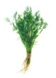 © 151115 - Bunch of dill. Food for vegetarians. Isolated On transparent, png. Fresh seasoning.