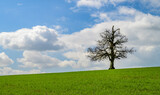 Fototapeta Na ścianę - A solitary or lonely tree without leaves growing on the horizon. Green agricultural field with blue sky and clouds.