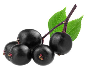 Wall Mural - Black elderberry fresh fruit on branch with green leaves isolated on a white background. Sambucus, healing berries. Healthy food.