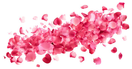 Canvas Print - Scattering rose petals in the air, cut out