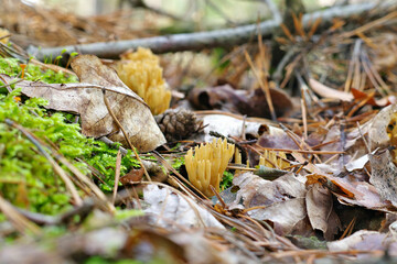 Wall Mural - Gegabelter Hörnling  CALOCERA FURCATA - CALOCERA FURCATA, a fungal genus in the Dacrymycetes order in forest