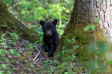 black bear cub amoung the large trees
