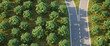 Arial image of a forked road within a forest of horse chestnut trees - concept for 