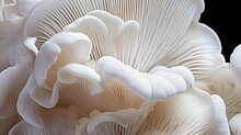Close Up Of White Colored Oyster Mushroom.