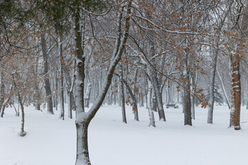 Wall Mural - Snow-covered trees in the park. Winter landscape.