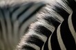 © imageBROKER - Burchells zebra (Equus quagga burchellii) mane and fur in black and white, pattern, Mosi-oa-Tunya National Park, Zambia, Africa