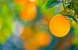 © imageBROKER - Close-up of a ripe orange on a tree, orange tree (Citrus x sinensis L.) with green leaves, blurred background, Soller Valley, Biniaraix, Majorca, Spain, Europe