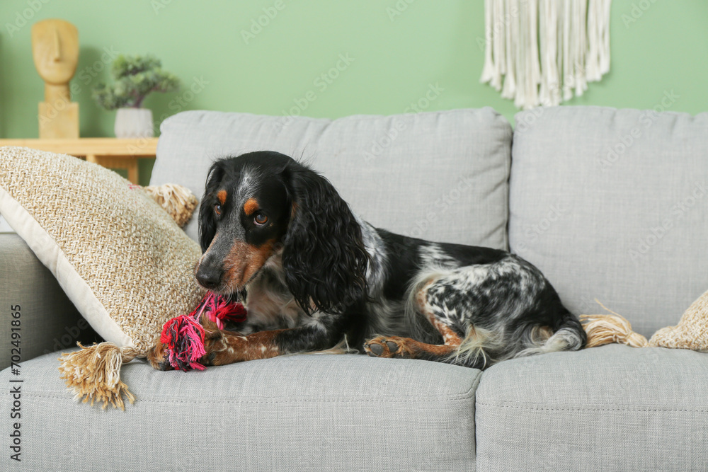 Cute cocker spaniel with toy on grey sofa in living room