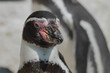 Close-up of a Humboldt penguin