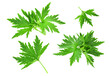 Set of green young leaves. Spring carved leaves isolated on transparent background.