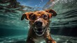 Portrait illustration of an overjoyed and adorable dog showing off his diving skills in the crystal clear water of a swimming pool