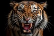 Beautiful and Majestic Tiger Growling and Showing its Anger with Copy Space for Text