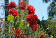 Red poinsettia (Euphorbia pulcherrima) branches in the street
