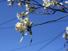 Branch Of Blooming White Orchid Tree (Bauhinia Variegata) Against The Blue Sky
