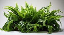 Green Leaves Tropical Foliage Plant Bush Of Cascading Fishtail Fern Or Forked Giant Sword Fern (Nephrolepis Spp.) The Shade Garden Landscaping Shrub Plant Isolated On White Background : Generative AI